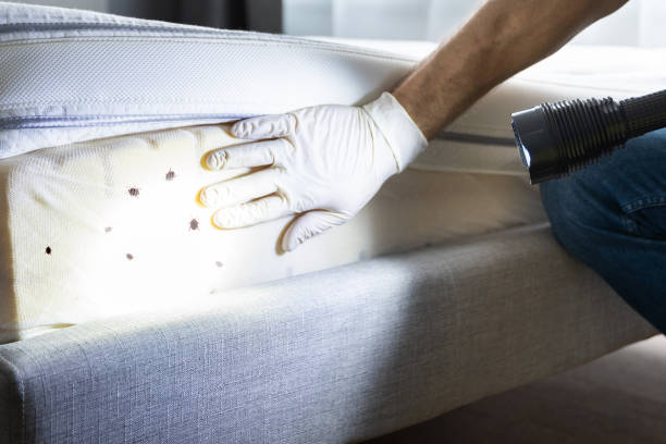 Best Termite Control Services  in Judsonia, AR