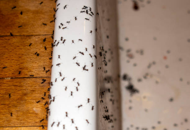 Best Local Pest Control Services  in Judsonia, AR