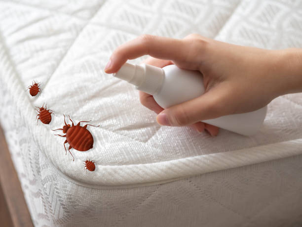 Wasp Removal Services in Judsonia, AR